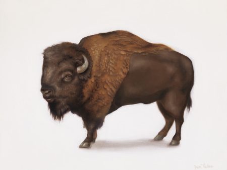 American Bison Discount